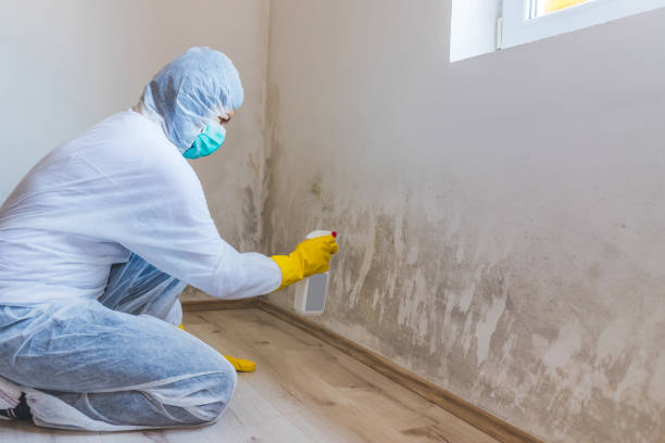 Licensed Mold Remediation service in Fruitport, MI - 24 Hour Mold Removal